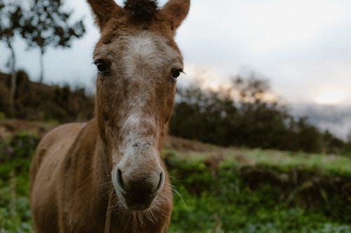 Foto profissional grátis de cabeça, campo, cavalo