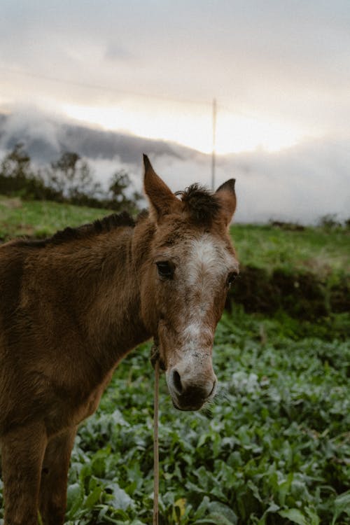 Foto profissional grátis de cabeça, castanho, cavalo