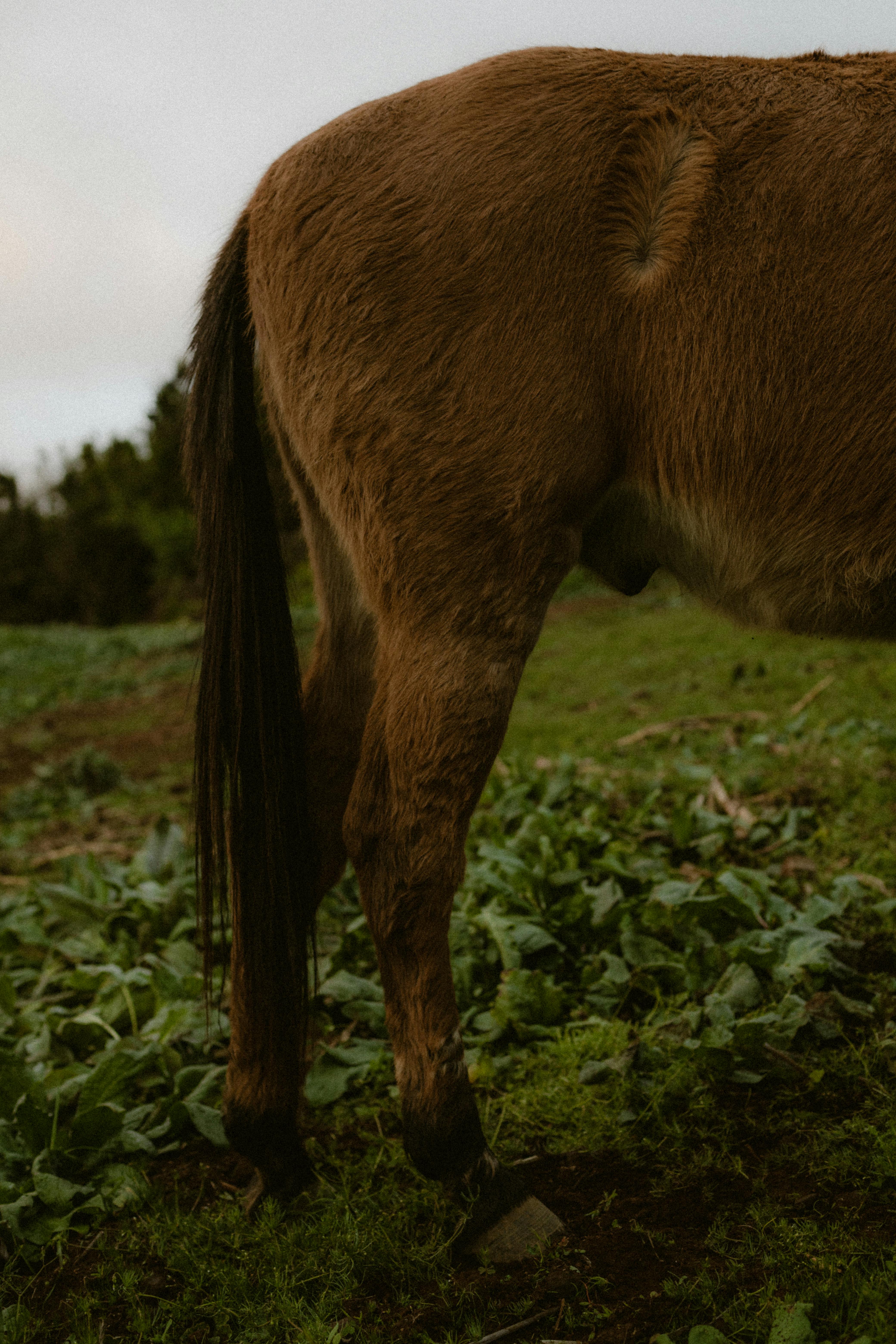 A brown horse's side profile in a green field, representing rural nature.
