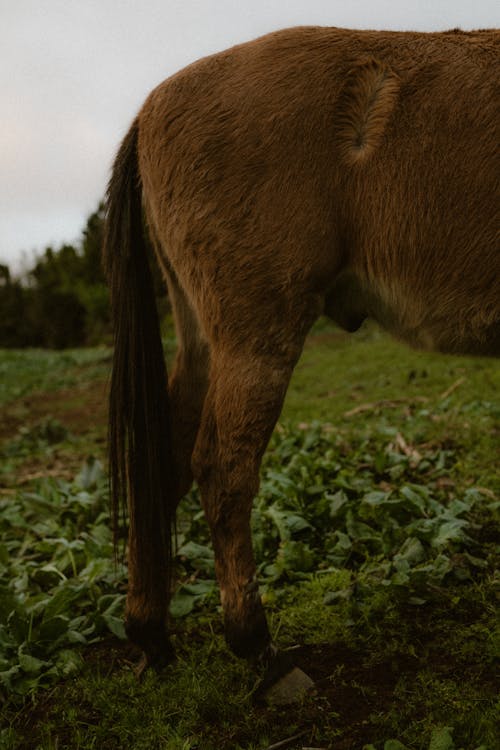 Foto profissional grátis de castanho, cauda, cavalo