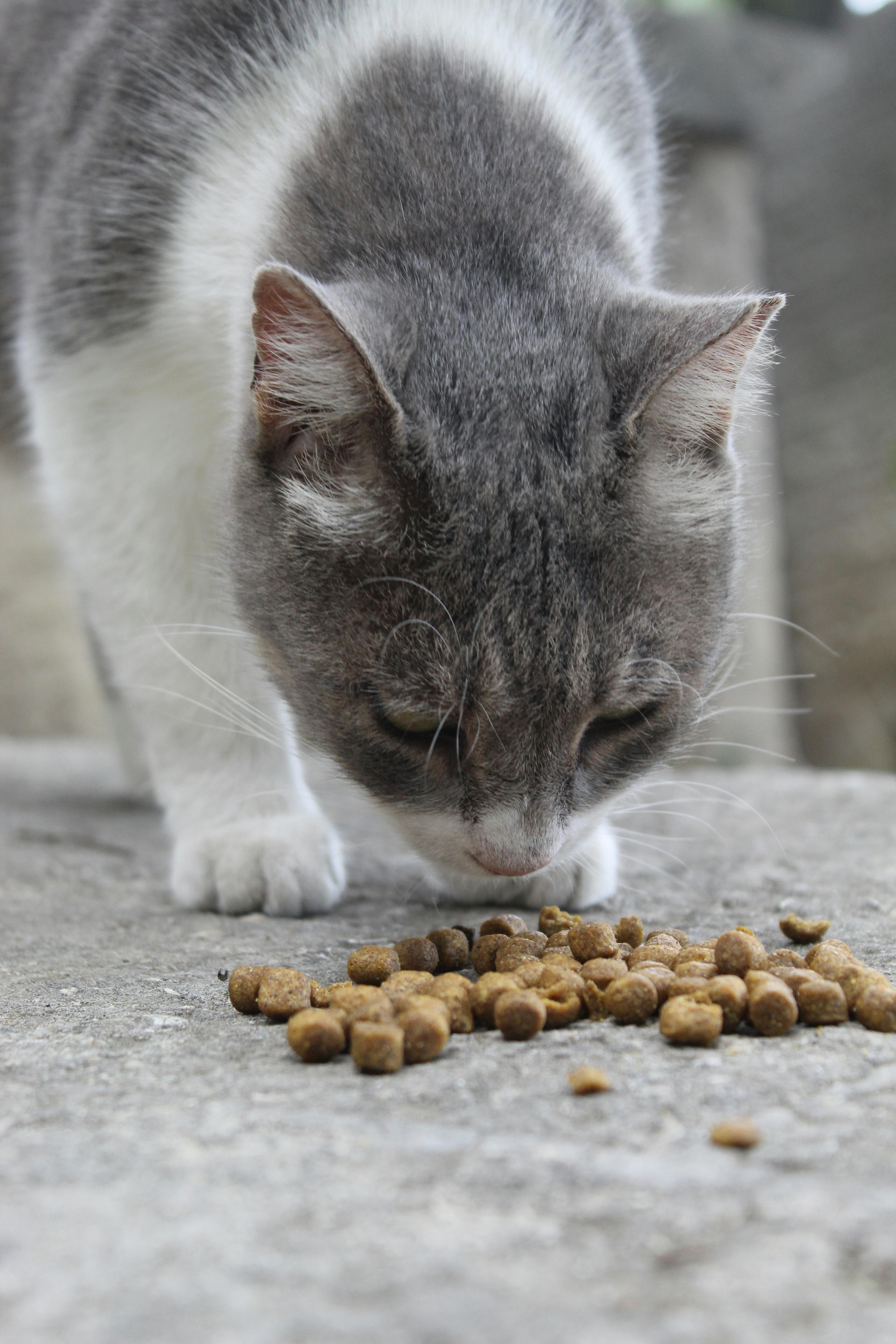 Cat Head over Food · Free Stock Photo