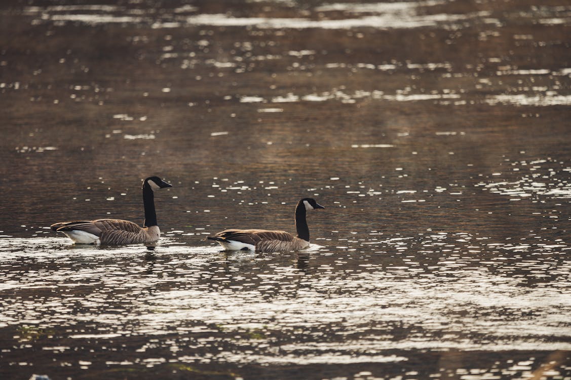Photo of Geese On Water