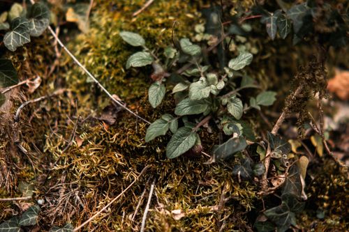 Free Close-up view of green plants and moss on forest ground, showcasing nature's textures. Stock Photo