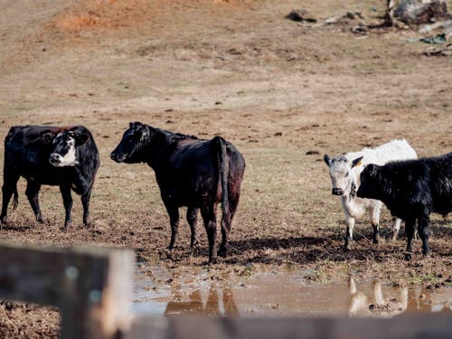 Základová fotografie zdarma na téma farma, jezero, kráva