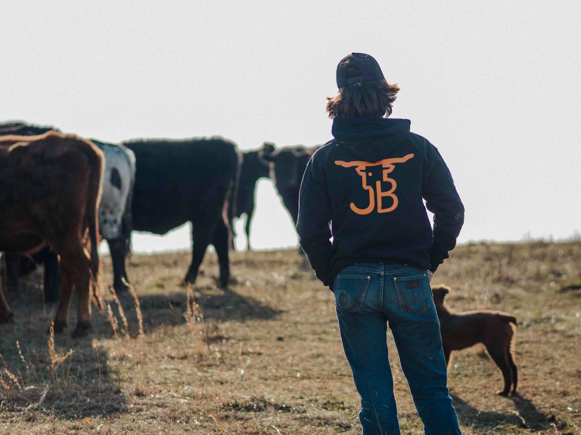 Person with Dog and Cattle on Pasture