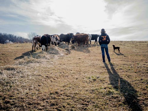 Kostnadsfri bild av cowboy, djuruppfödning, fält