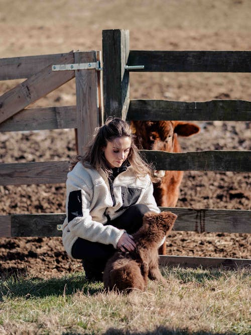 Δωρεάν στοκ φωτογραφιών με αγελάδα, αγροτικός, βαθύ κάθισμα