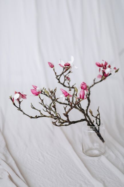 A delicate arrangement of pink magnolia blossoms in a glass vase, set against a soft fabric backdrop.