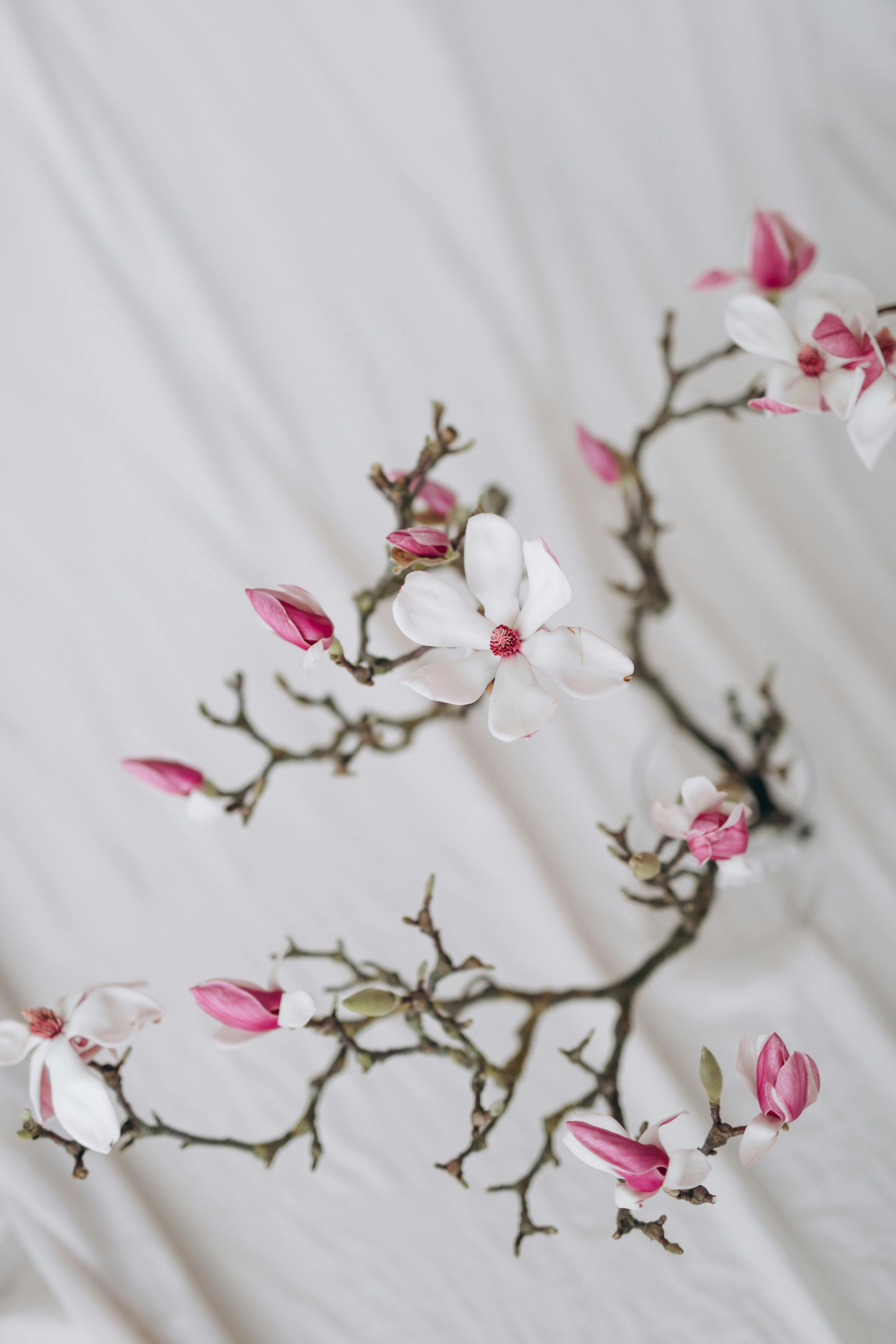 blooming tree branch on fabric