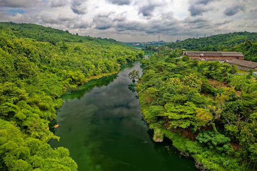 River Between Trees