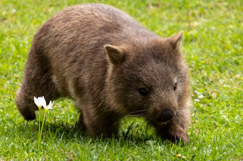 Wombat on Grass