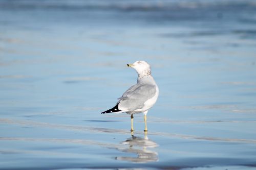 Free A seagull stands on a tranquil ocean shoreline with reflections in the water. Stock Photo