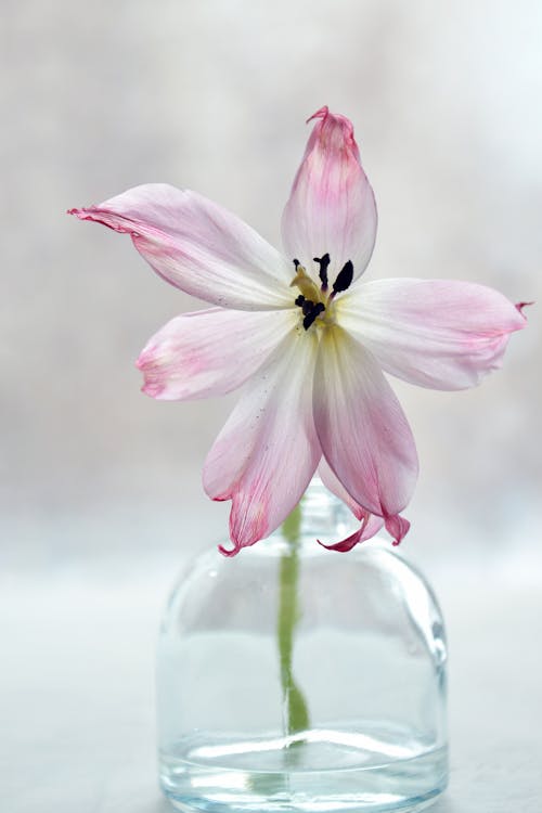 Ücretsiz şeffaf Cam Vazoda Pembe Ve Beyaz Yapraklı çiçek Stok Fotoğraflar
