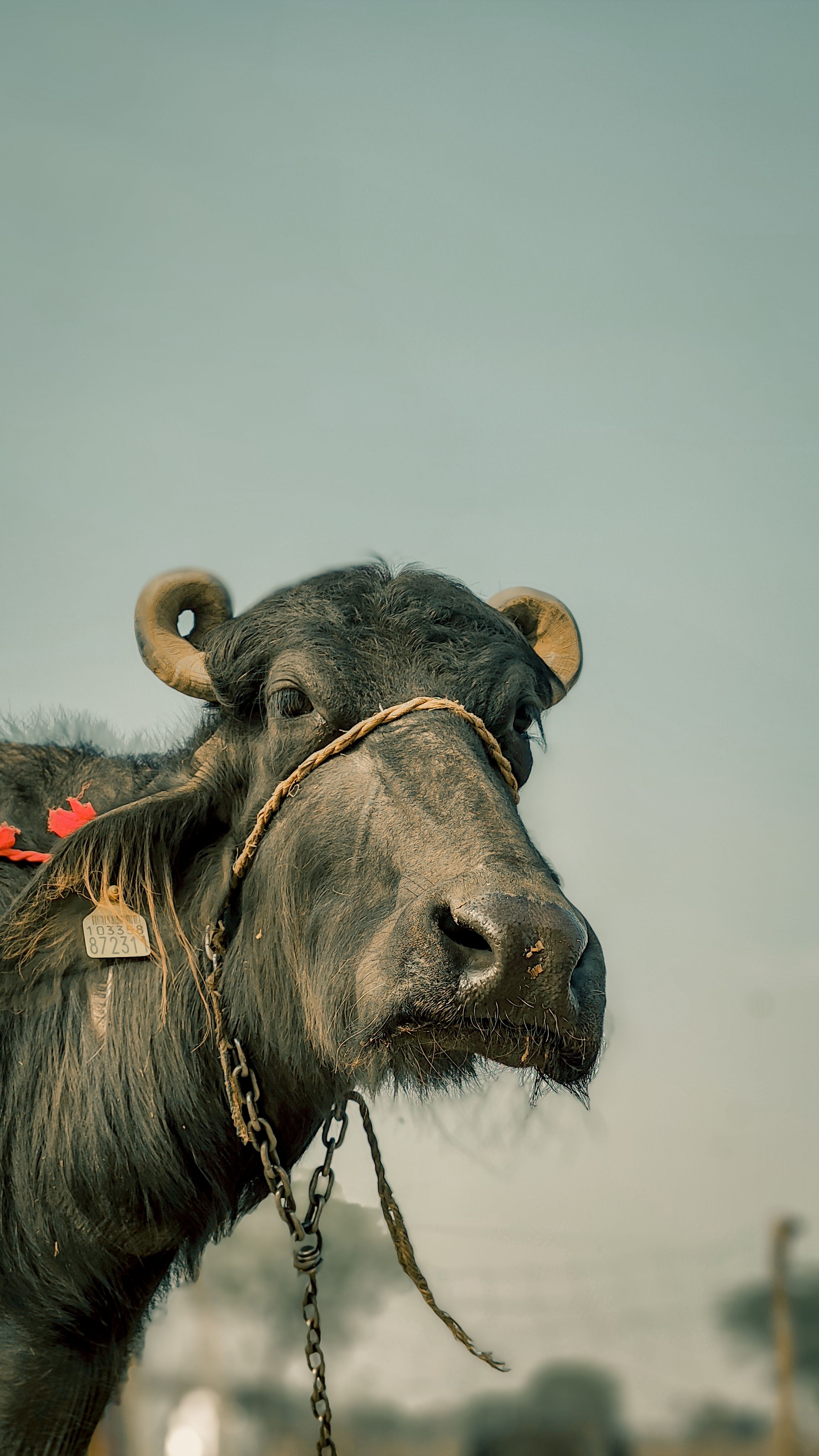 Close-up portrait of a water buffalo in Jaipur, showcasing traditional livestock in India.