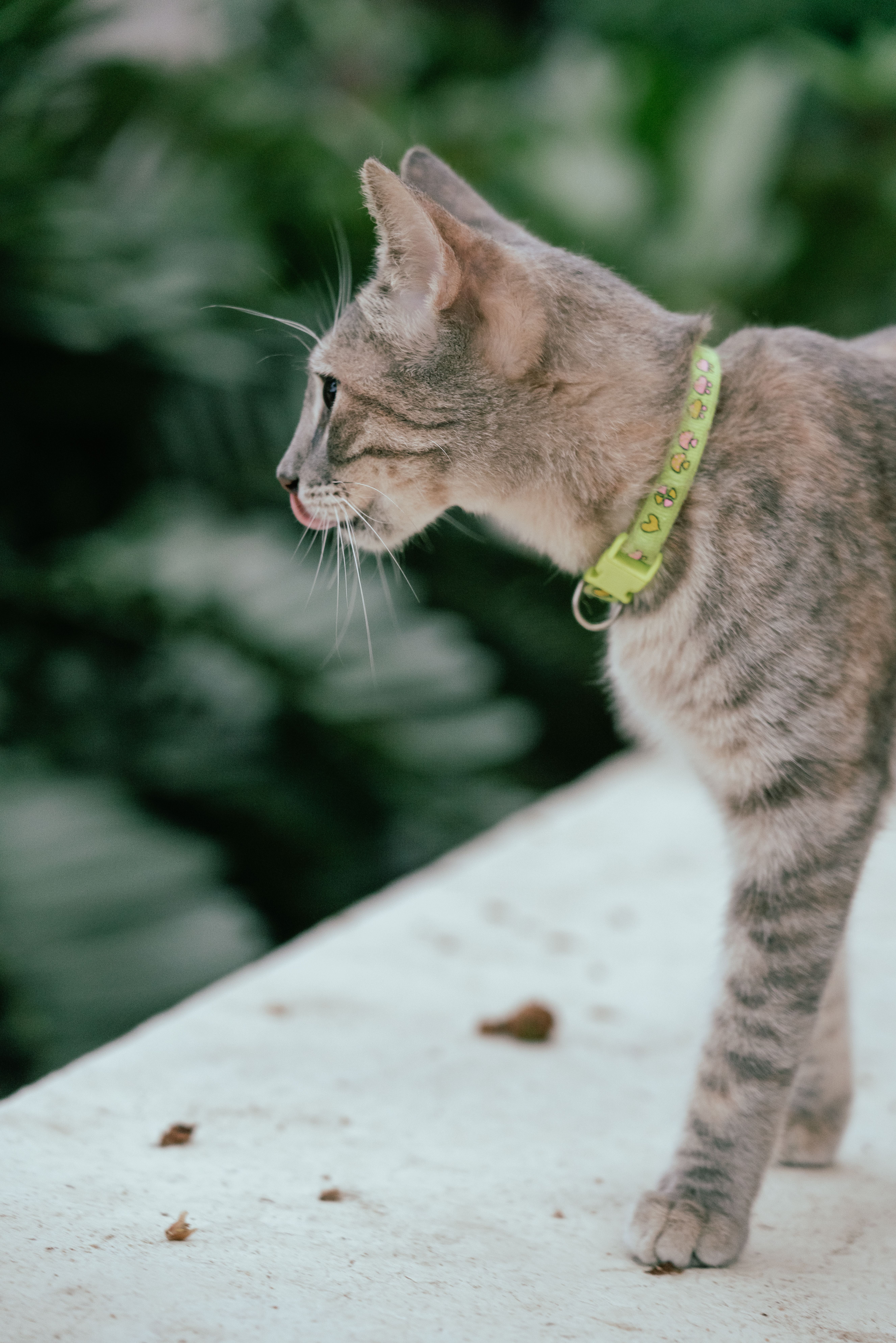 Chat tabby avec collier GPS tracker en extérieur