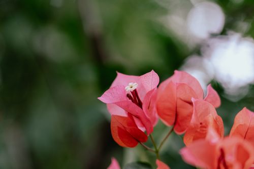 Free Close-up of vibrant pink Bougainvillea flowers with a blurred natural background. Stock Photo