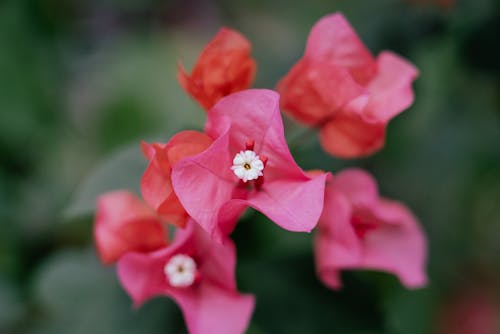 Pink Flowers in a Garden 