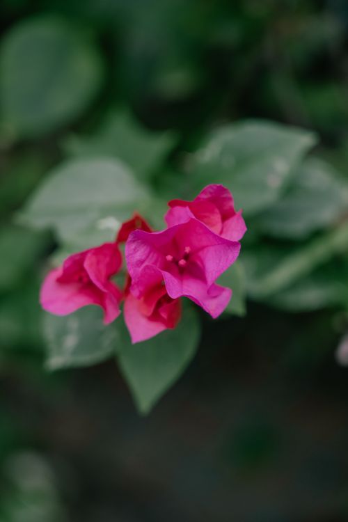 Free Beautiful close-up of vibrant pink Bougainvillea flowers with green leaves in soft focus, perfect for nature themes. Stock Photo