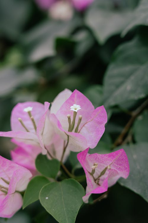 Pink Flowers in Nature