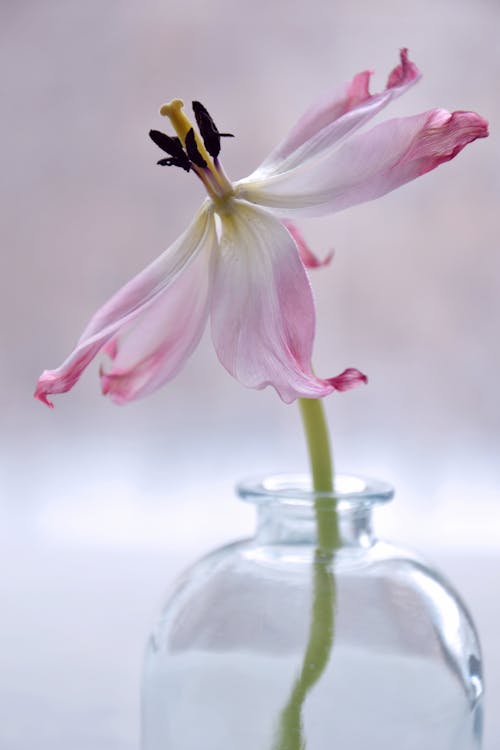 Pink Lily iIn Glass Vase