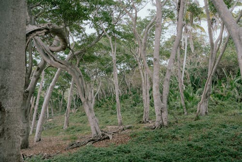 木, 森林, 深いの無料の写真素材