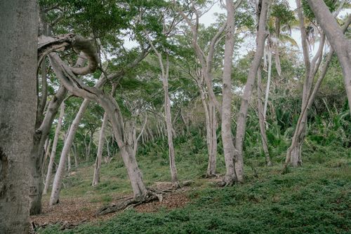 Free A tranquil forest showcasing unique tree formations and lush greenery. Stock Photo