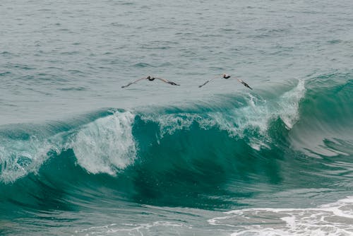 Seagulls Flying Above Waves 