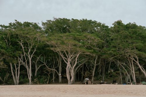 Free A tranquil view of a tropical beach lined with dense trees, perfect for nature lovers. Stock Photo