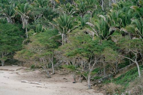 Palms by the Beach 