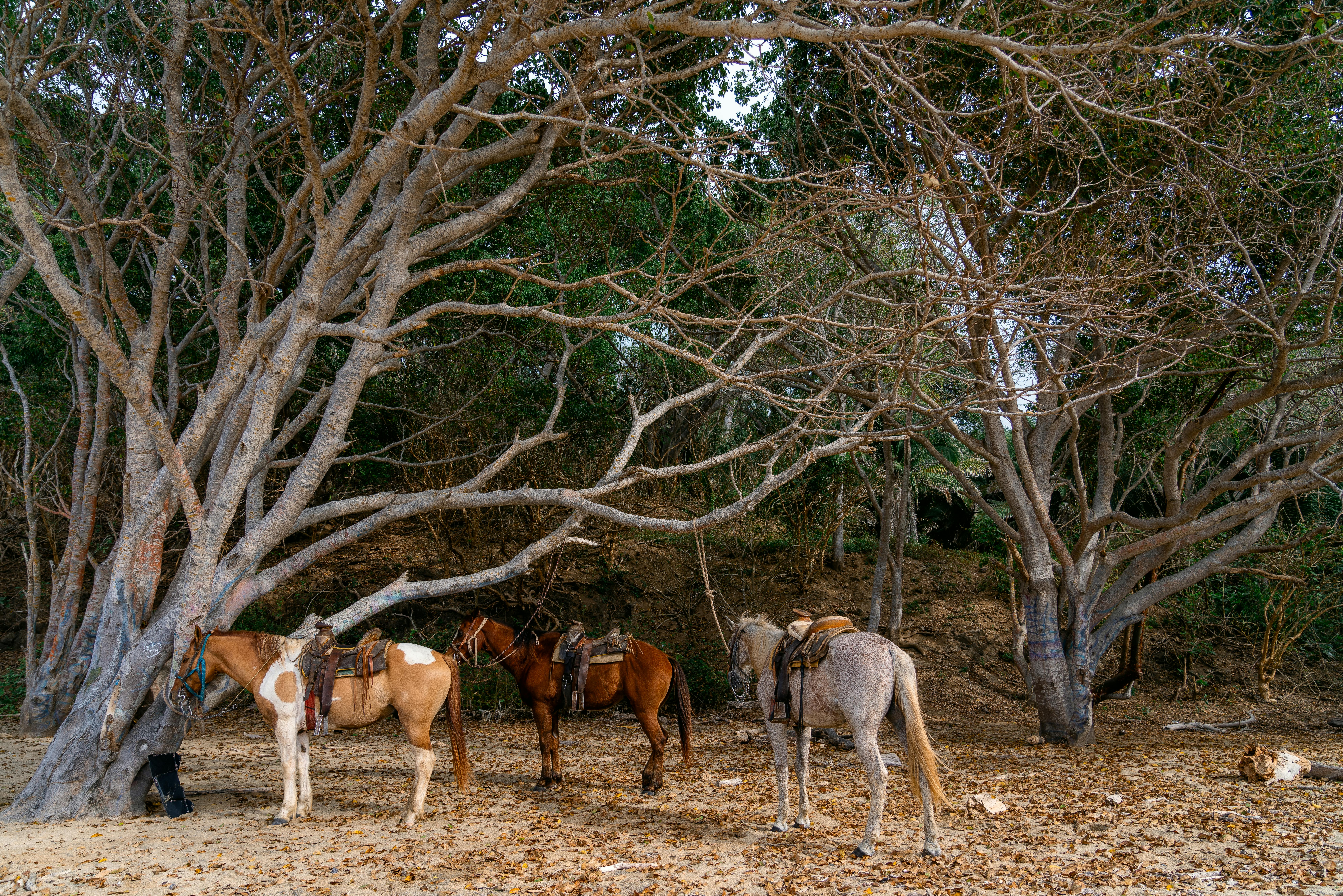 A group of horses with saddles resting under large trees in a tranquil forest area.