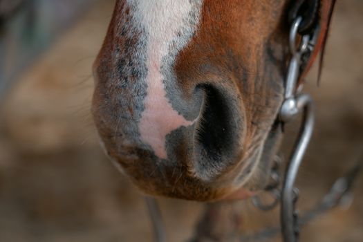 Detailed close-up photo of a horse's snout with bridle highlighting textures and colors.