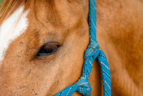 Free Detailed close-up of a chestnut horse's eye and blue rope halter, showcasing its natural beauty and tranquility. Stock Photo