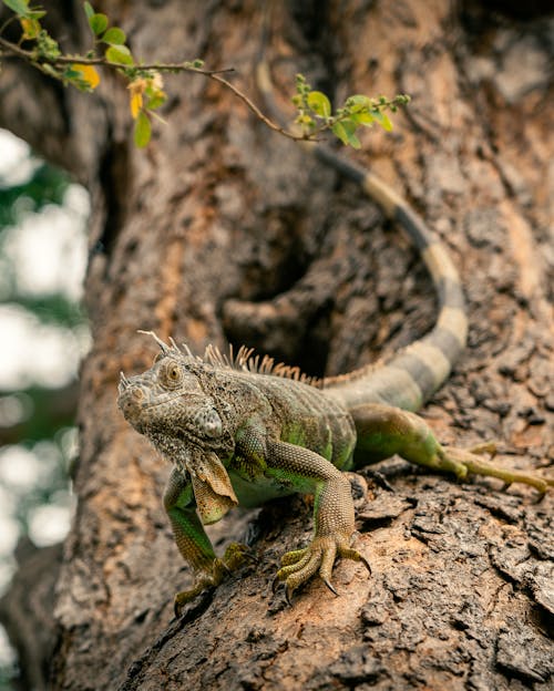 Δωρεάν στοκ φωτογραφιών με iguana, δέντρο, επιλεκτική εστίαση