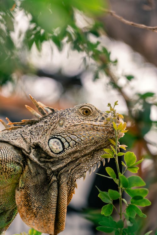 Lizard on a Branch 