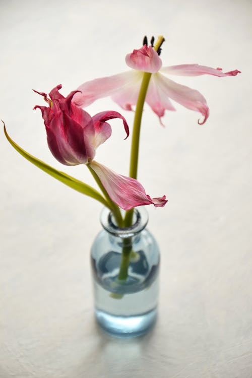 Pink Petaled Flowers On Clear Glass Vase 