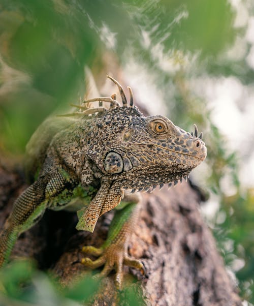 Δωρεάν στοκ φωτογραφιών με iguana, επιλεκτική εστίαση, ερπετό