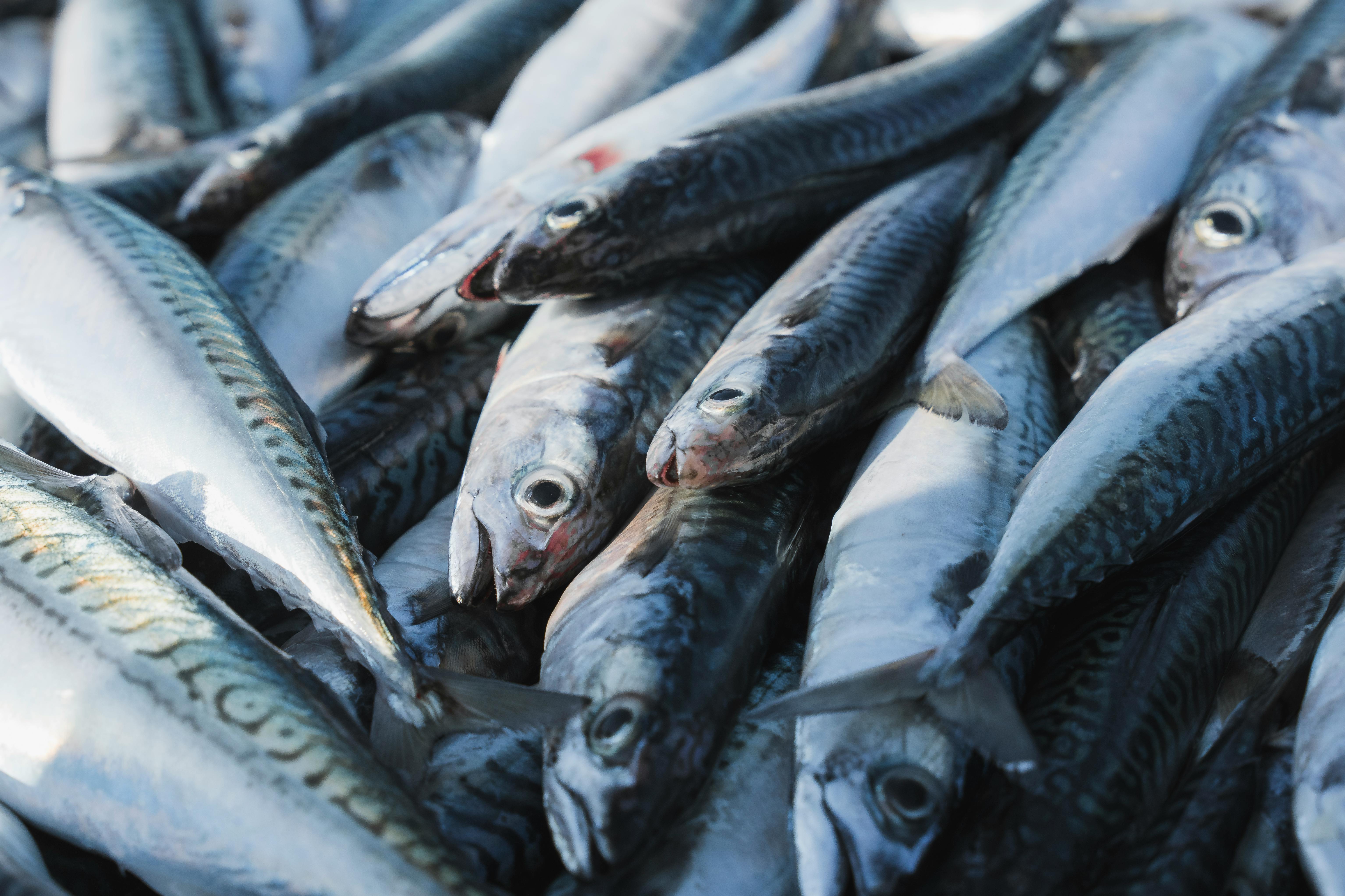 A close-up view of a pile of freshly caught mackerel fish displayed for sale.