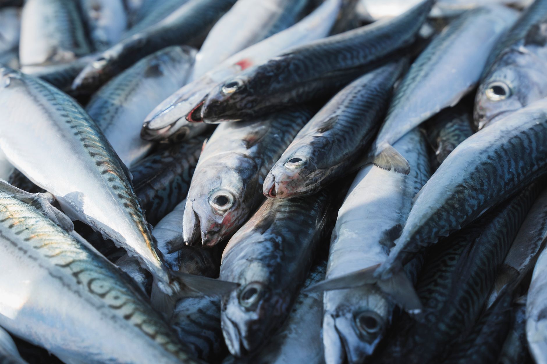 Sustainable Fishing Practices Reshape Seafood Industry Landscape