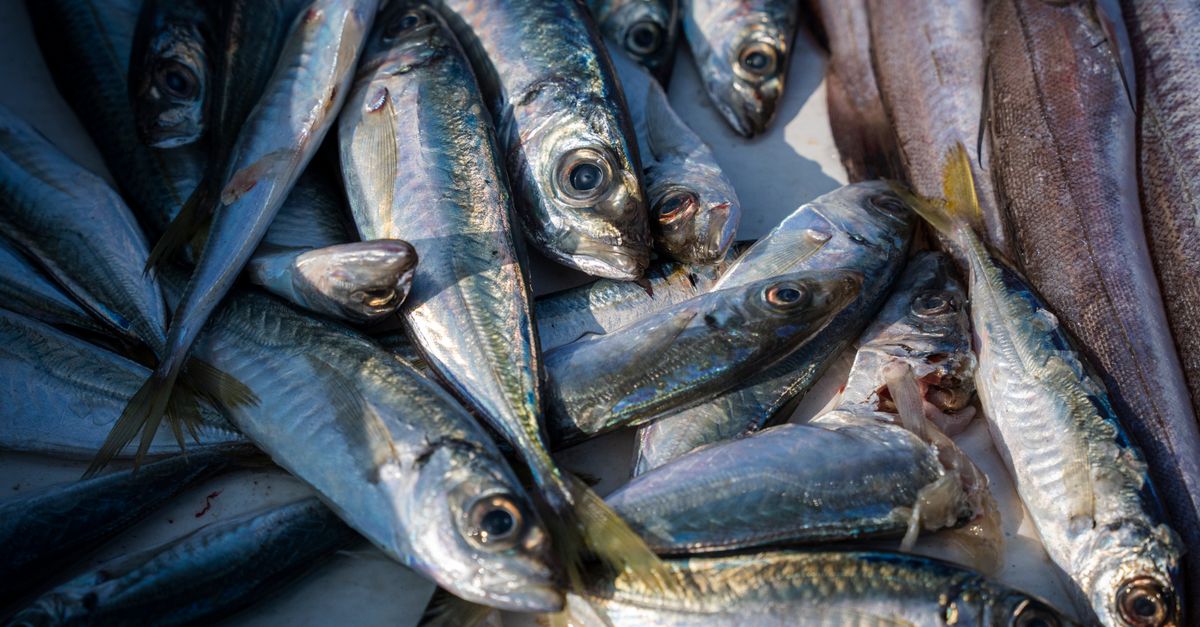 Sardine Shortage Sparks Concern Beyond Gen Z's Snacking Habits