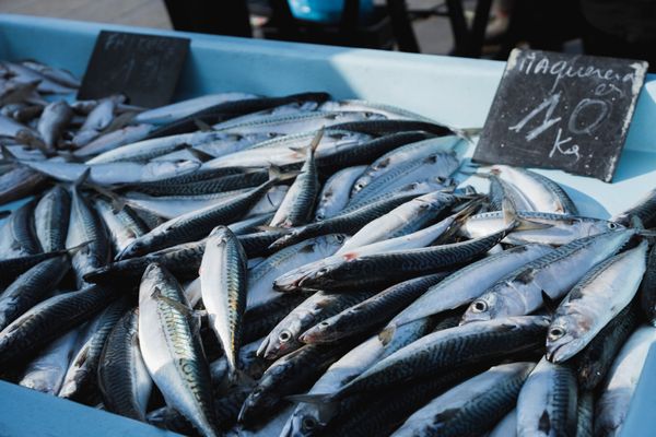 Fish stalls under awnings at a quayside market — photo by Nadine Ginzel on Pexels
