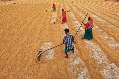 People Working in a Field