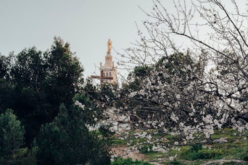 Fotobanka s bezplatnými fotkami na tému jar, kvet ovocného stromu, park