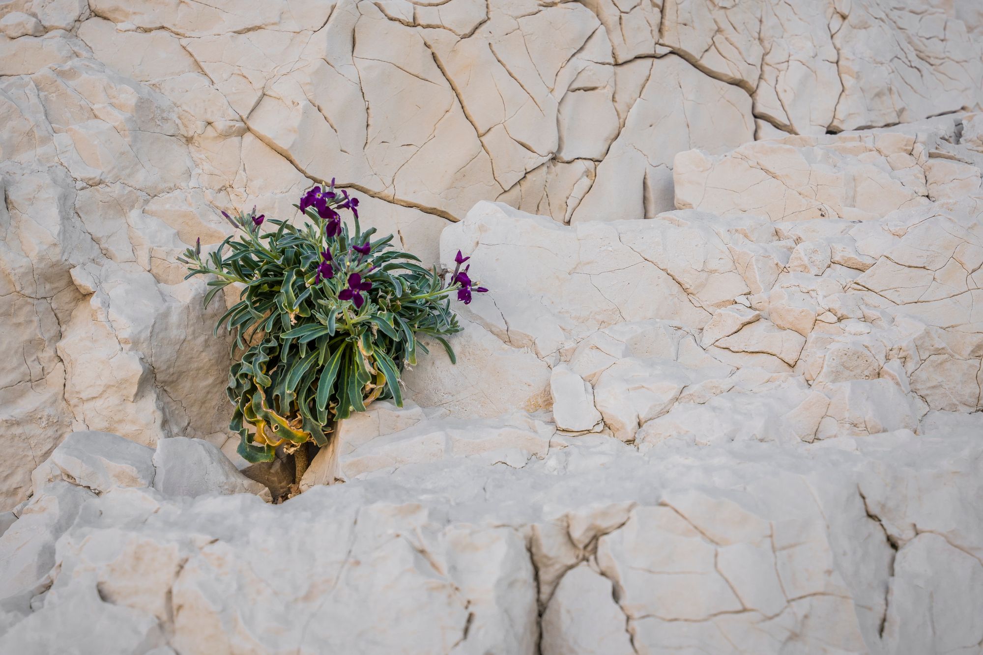 Purple flowers thriving amidst white rocks, showcasing resilience and natural beauty.