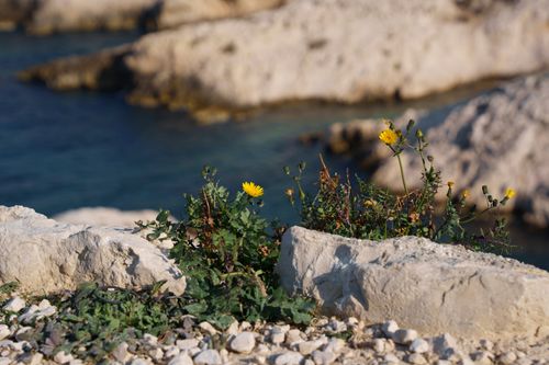 Free A bright yellow flower blooms among rocky formations by the coast under sunlight. Stock Photo