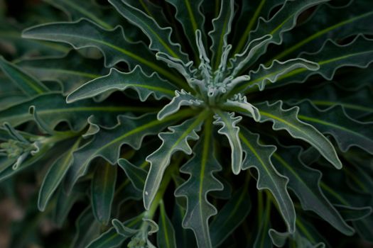 Leaves of Matthiola Sinuata