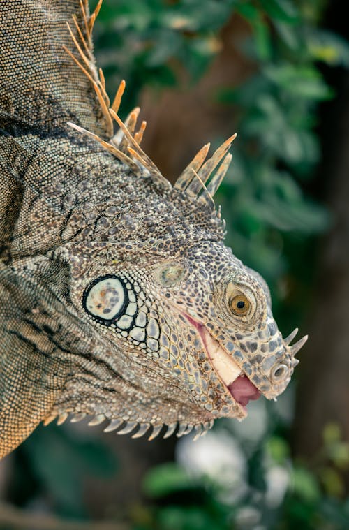 A close up of an iguana with its mouth open