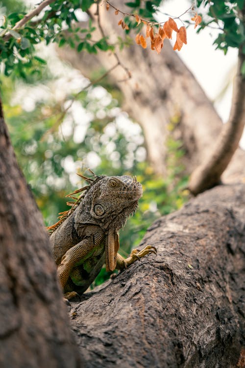 Iguana in tree