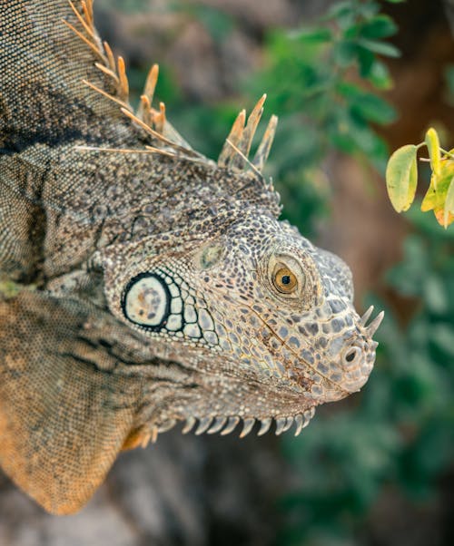 A close up of an iguana's head