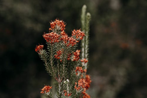 A small plant with red flowers in the background