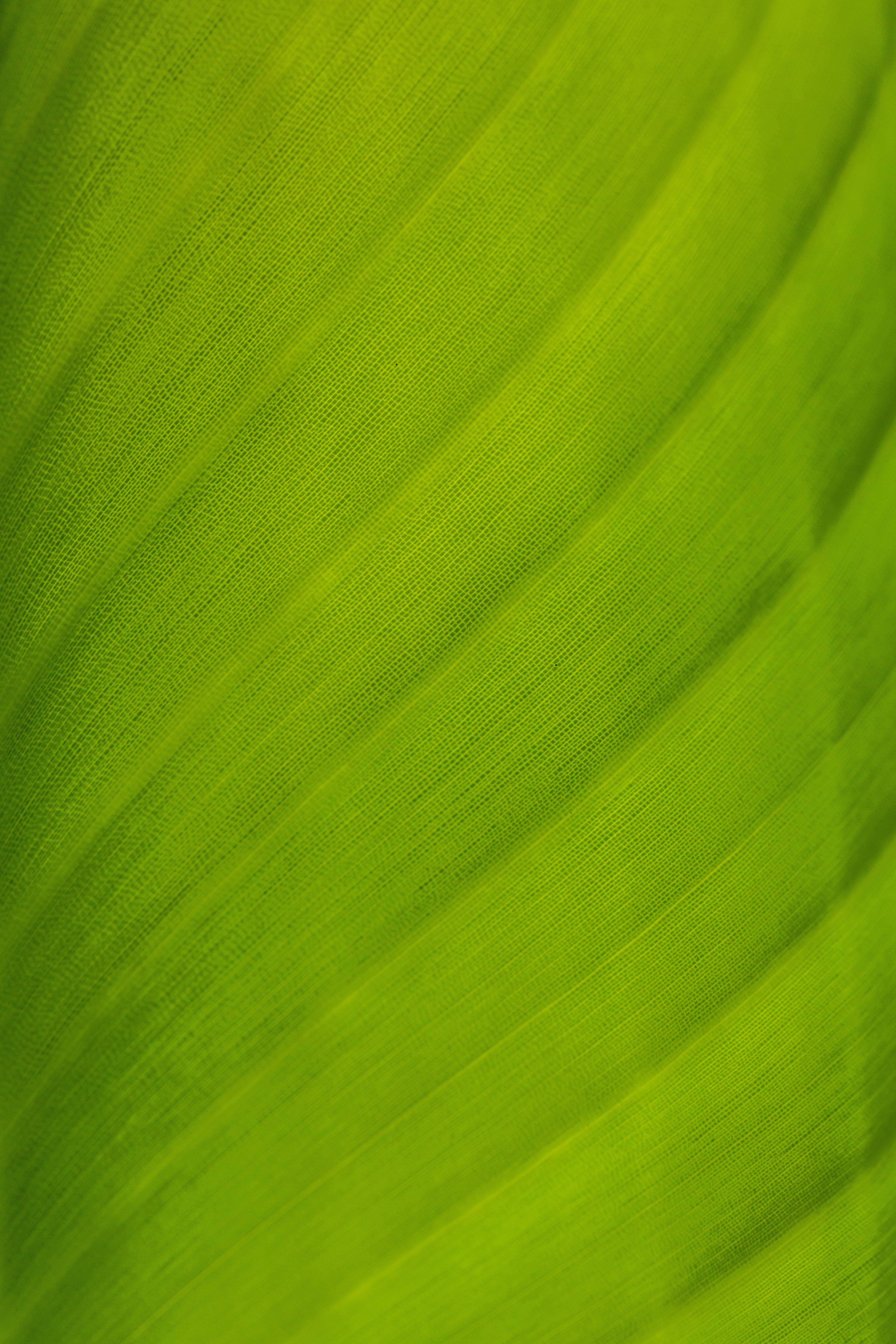 Macro shot of a lush green leaf, showcasing detailed texture and natural patterns.